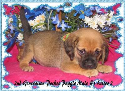 Mixed Breed Puppies for Sale